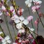 Gaura lindheimeri 'The Bride'