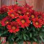 Gazania 'Red Shades'