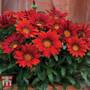 Gazania 'Red Shades'