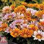 Gazania 'Tiger Stripes Mixed'