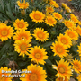 Gazania 'Suncarpet'