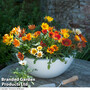 Gazania 'Daybreak Mix'