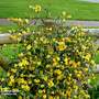 Gelsemium sempervirens