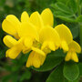 Genista 'Porlock'