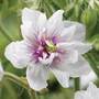 Geranium pratense 'Double Jewel'