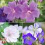 Geranium 'Hardy Blues Collection'