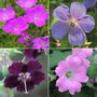 Hardy Geranium Collection