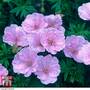 Geranium sanguineum var. striatum