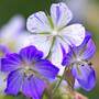 Geranium pratense 'Splish Splash™'