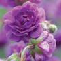 Geranium pratense 'Plenum Violaceum'