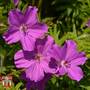 Geranium sanguineum 'Tiny Monster'