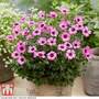 Geranium cinereum 'Jolly Jewel Silver'