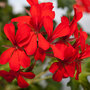 Geranium 'Decora Red'