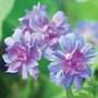 Geranium pratense 'Plenum Caeruleum'