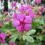 Geranium macrorrhizum Ingwersen's Variety