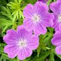 Geranium sanguineum Vision Violet