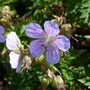 Geranium Pratense Mrs Kendall Clark