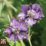Geranium Censation™ 'Kora'