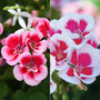 Geranium 'Flower Fairy Splash' Duo