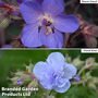 Geranium Cloud Collection