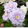 Geranium pratense 'Summer Skies'