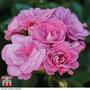 Geranium 'Pink Sybil'