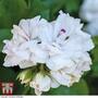 Geranium 'White Pearl'