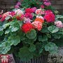 Geranium 'Jackpot Mixed' F1 Hybrid