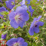 Geranium 'Brookside'