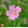 Geranium oxonianum 'Wargrave Pink'