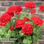 Geranium 'Grandeur Power Red'