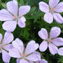 Geranium sanguineum 'Pink Pouffe'