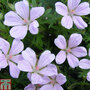 Geranium sanguineum 'Pink Pouffe'