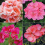 Giant Flowered Geranium Collection