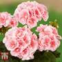 Geranium 'Grandeur Classic Salmon Picotee'