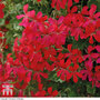 Geranium 'Balcon Red'