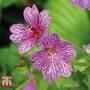 Geranium transversale 'Foundlings Friend'