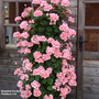 Geranium 'Antik Pink'