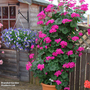 Geranium 'Antik Violet'