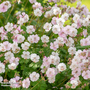 Geranium cantabrigiense 'Biokovo'