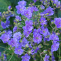 Geranium himalayense 'Birch Double'