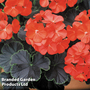 Geranium 'Black Velvet Red'