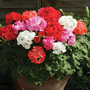 Geranium 'Cabaret Mix'