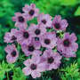Geranium cinereum 'Ballerina'