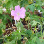 Geranium oxonianum 'Claridge Druce'