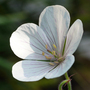 Geranium clarkei 'Kashmir White'