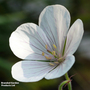 Geranium clarkei 'Kashmir White'