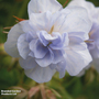 Geranium pratense 'Cloud Nine'