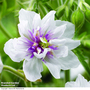 Geranium pratense 'Double Jewel'