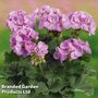Geranium 'Grandeur Classic Violet'